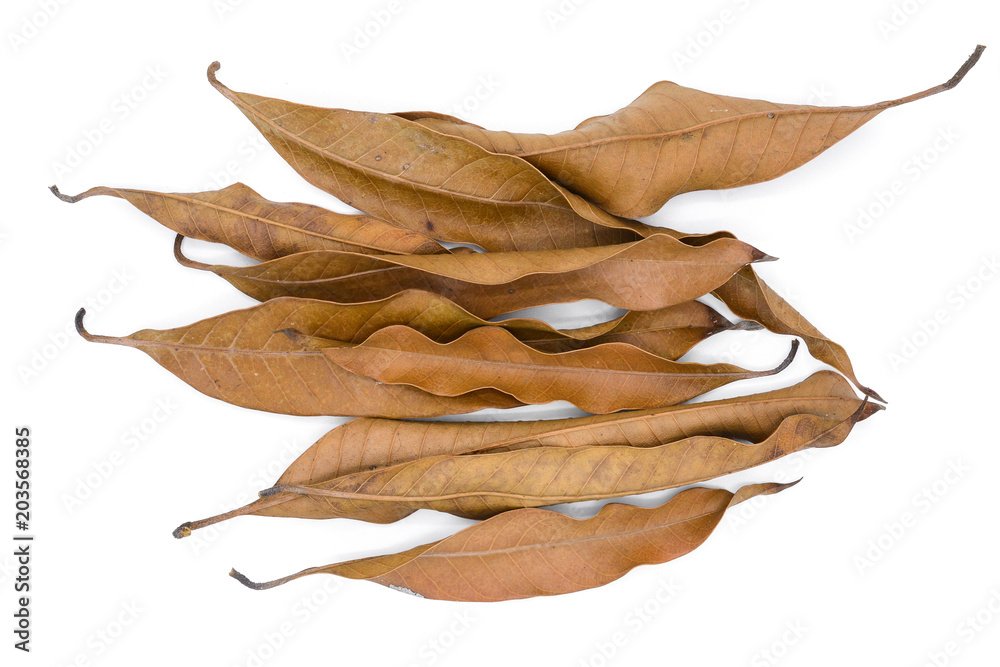 Dried Mango Leaves